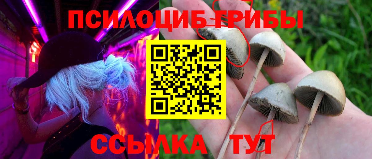 Луга  Галлюциногенные грибы прущие грибы  Вход с VPN  Псилоцибиновые грибы GOLDEN TEACHER 